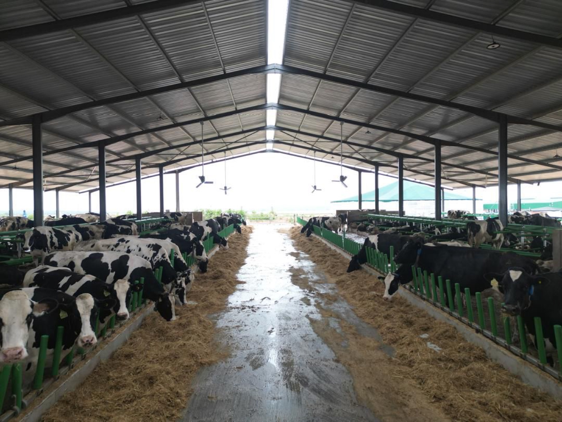 Cattle shed interior with feed lanes